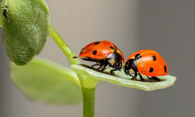 Czy w Biedronce jest serek Philadelphia?