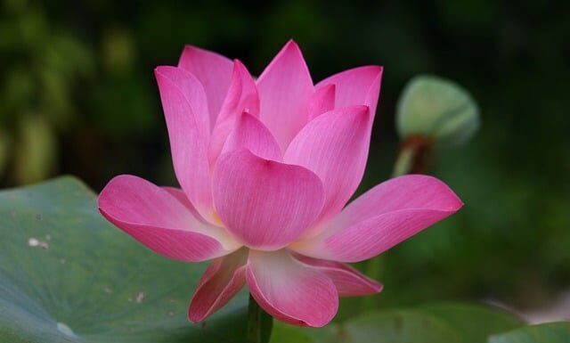 Jak się mówi po angielsku rak? Jak się mówi po angielsku rak?