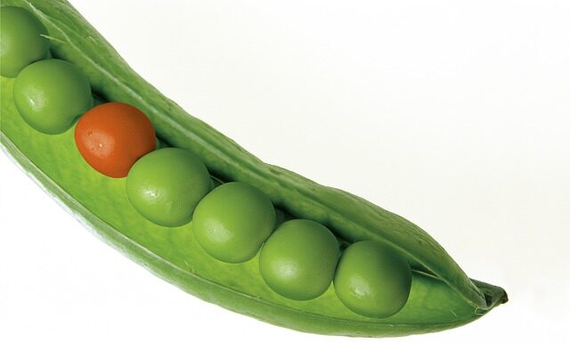 Czy groszek i groch to to samo? Czy groszek i groch to to samo?