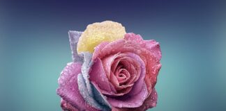 Czym się różni rzodkiew od Rzepy?