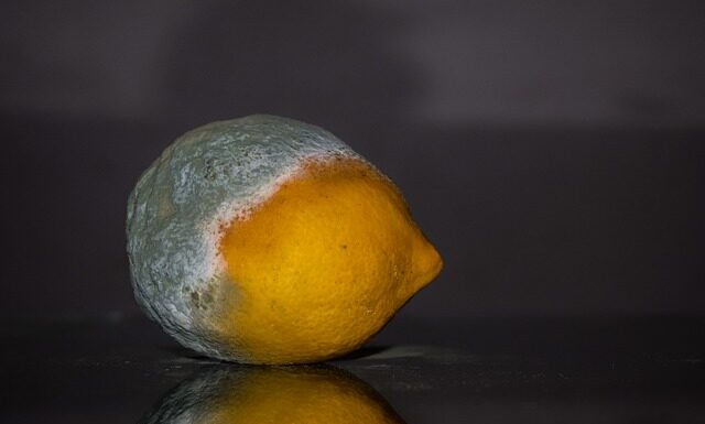 Czy można jeść spleśniały ser żółty?