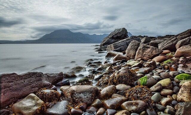 Czy wodorosty to owoce morza? Czy wodorosty to owoce morza?