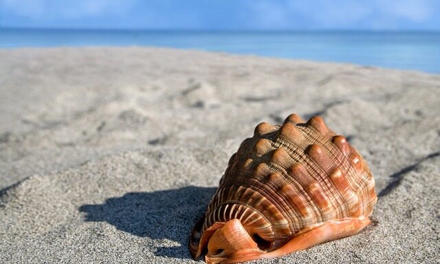 Czym jest małża? Czym jest małża?