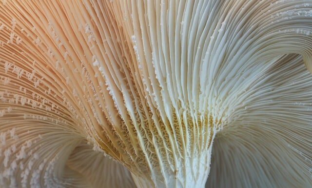 Czy ostrygi i mule to to samo? Czy ostrygi i mule to to samo?