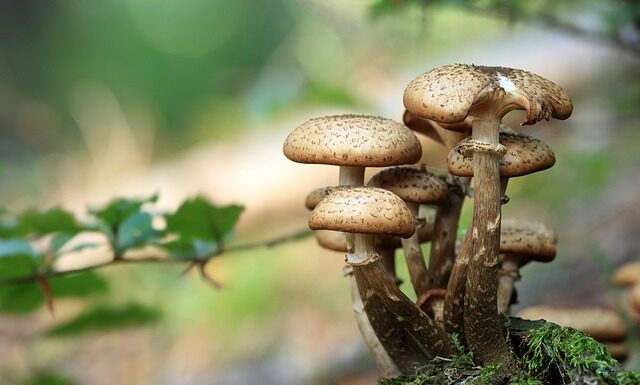 Jakie zioła dodać do pieczarek? Jakie zioła dodać do pieczarek?